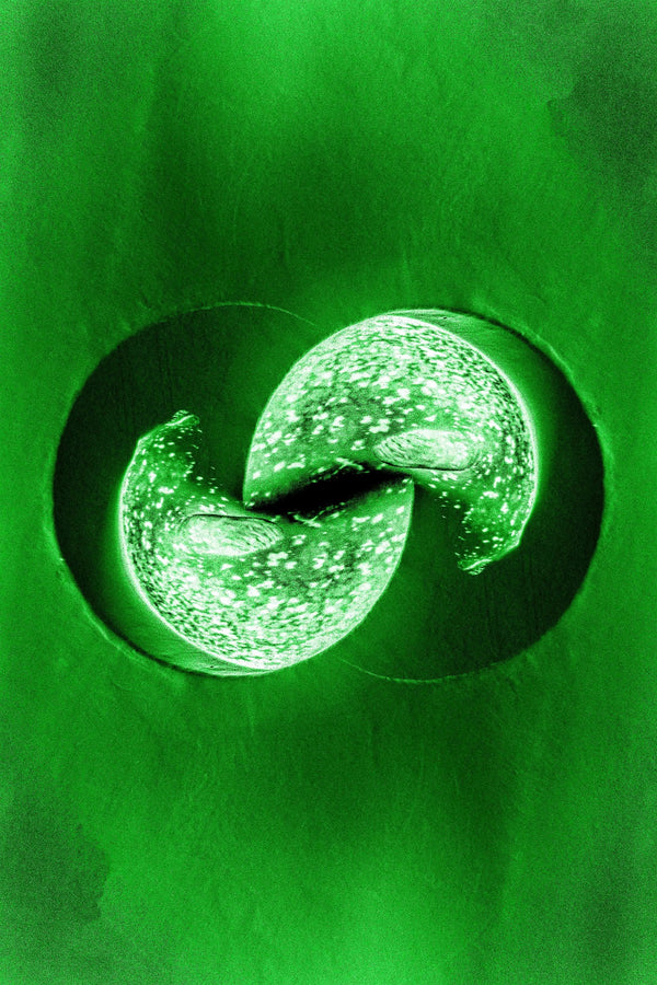 Seal (Green)